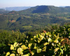 Mirante Laje de Pedra - Canela - RS